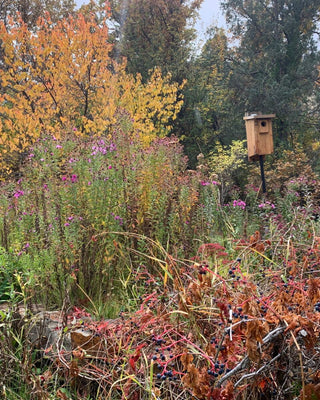 Create Habitat This Fall