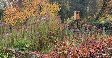 Create Habitat This Fall