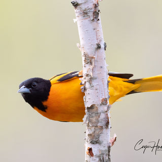 How to Attract Orioles