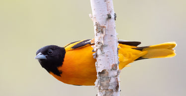 How to Attract Orioles