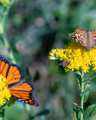 5 New Year’s Resolutions for Your Garden