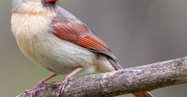 Where Do Cardinals Nest?