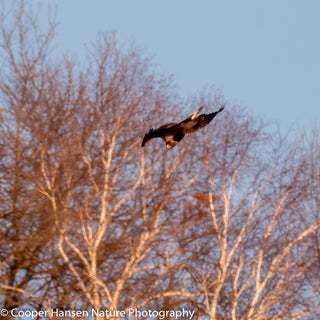 Photographing Golden Eagles in Bald Eagle Country