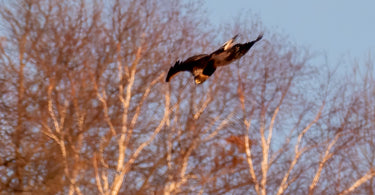 Photographing Golden Eagles in Bald Eagle Country