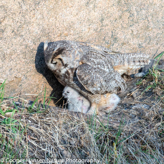 Great Horn Owl & owlets