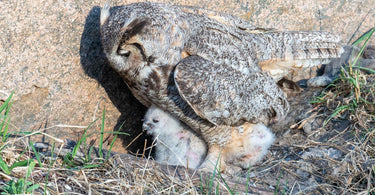 Great Horn Owl & owlets