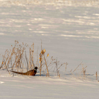 Habitat Loss