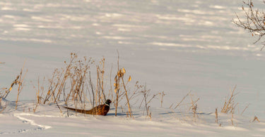 Habitat Loss