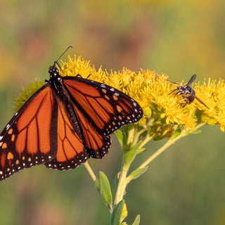 Help save the monarchs!