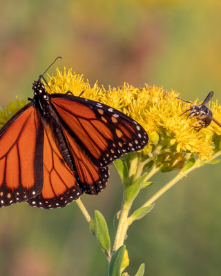 Help save the monarchs!