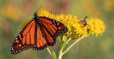 Help save the monarchs!