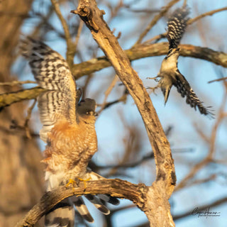 Sharp-shinned Hawk