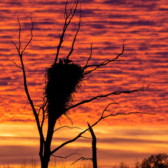 Sunset Silhouette