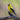 American Goldfinch - male