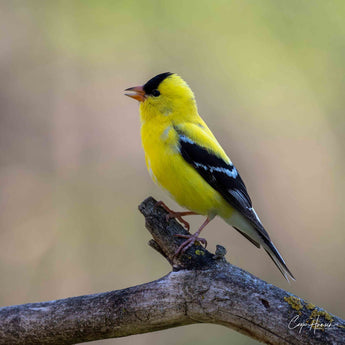 American Goldfinch - male