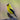 American Goldfinch - male