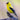 American Goldfinch