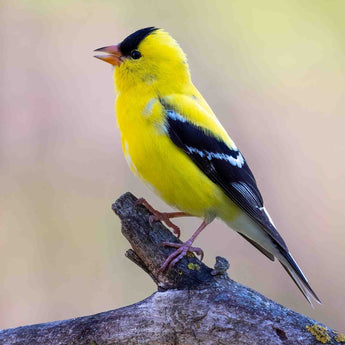 American Goldfinch