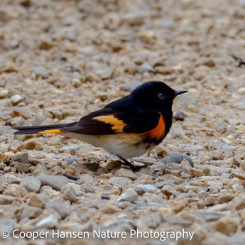 American Redstart