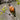 American Robin