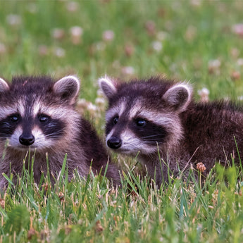 Baby Raccoon Exploring - Note Card