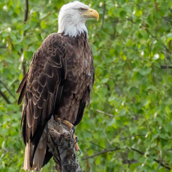 Backwater Eagle