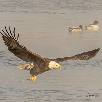 Bald Eagle Fishing