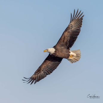 Bald Eagle Flight