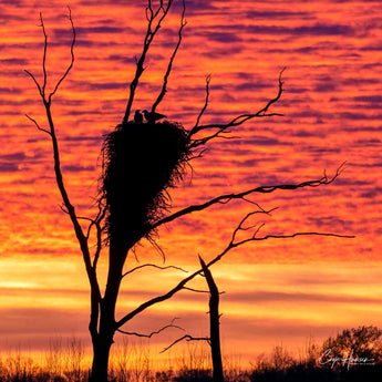 Bald Eagle Nest