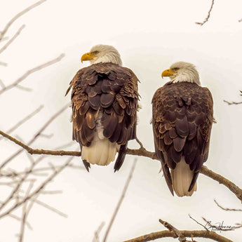 Bald Eagles F&M