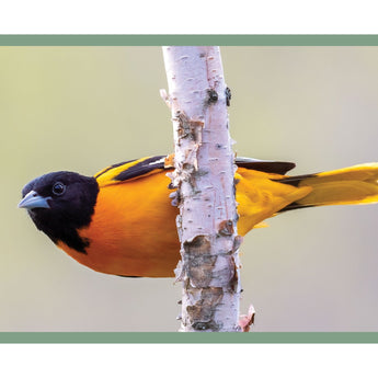 Baltimore Oriole - Note Card