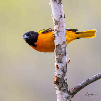 Baltimore Oriole - male