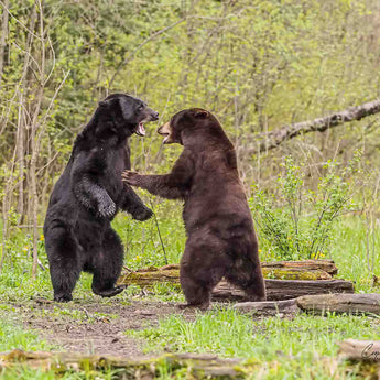 Bear Brawl