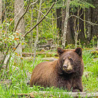 Bear Ground