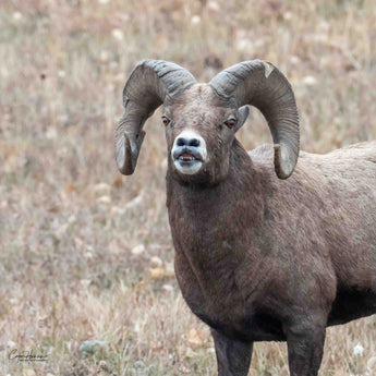 Big Horn Ram