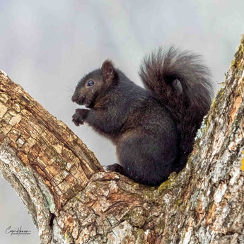 Black Squirrel Print