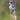 Blue Jay