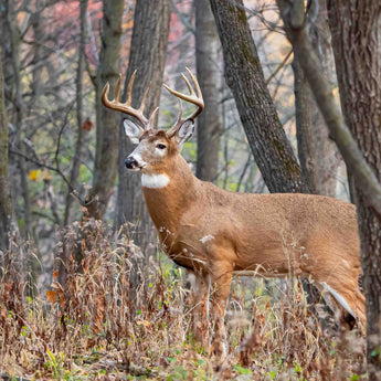 Bluff Country Buck