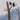 Buffalo River Eagles - NEW