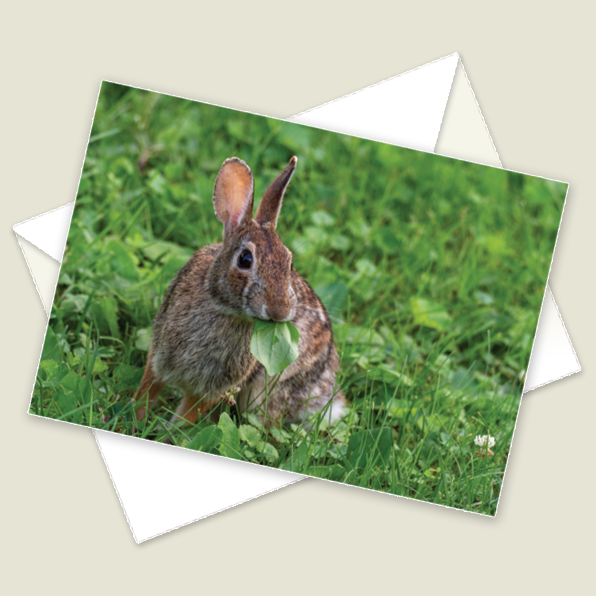 Cottontail Rabbit Card Cottontail Rabbit - WILD CARD – Cooper Hansen Nature Photography