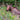 Cooper's Landing Cow Moose