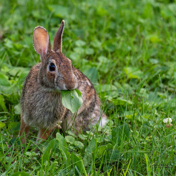 Cottontail Rabbit Print