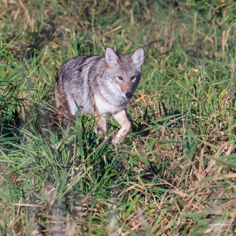 Coyote Print