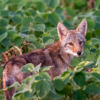 Coyote pup Print