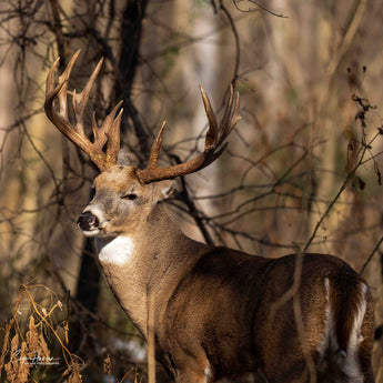 Da Turdy Pointer...Almost