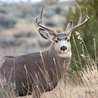 Dakota Mule Deer