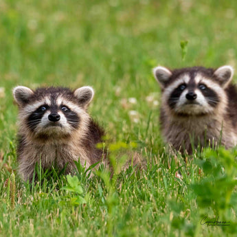 Raccoon kits Print