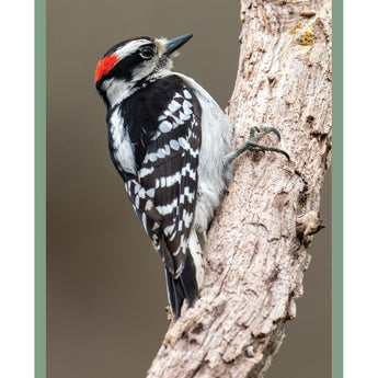 Downy Woodpecker - Note Card