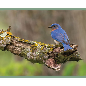 Eastern Bluebird - Note Card