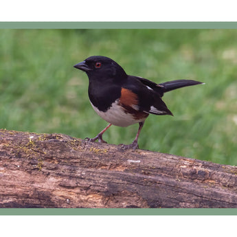 Eastern Towhee - Note Card